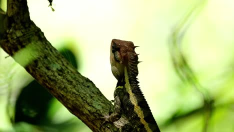 Winking-its-eye-and-then-tilts-its-head-towards-the-view-of-the-forest,-Forest-Garden-Lizard-Calotes-emma,-Kaeng-Krachan-National-Park,-Thailand