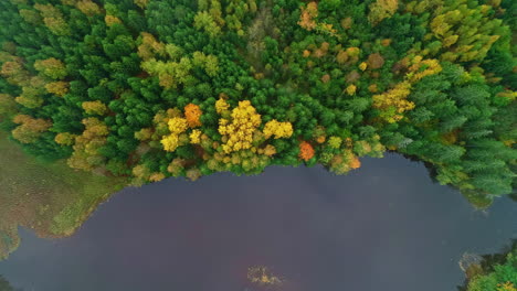 Aerial-top-down-shot-of-lake-shore-beside-colorful-forest-trees-during-cloudy-day-in-autumn