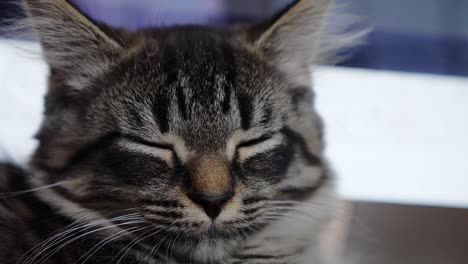depression-sleepy-tired-upset-unhappy-weak-maincoon-cat