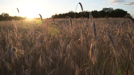ear-of-wheat-grain-with-gentle-breeze-in-golden-hours-in-countryside-farm-field-land,-food-crisis-inflation-concept