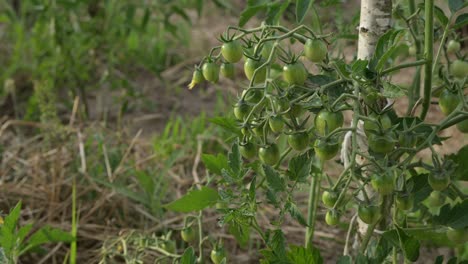 Kirschtomate-Grün-Natürlicher-Botanischer-Gartenbauernhof-Bio-plantage-Lebensmittelkrise-Konzept