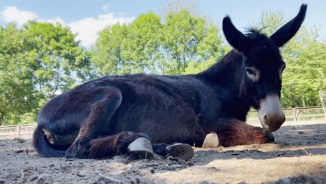 Portrait-of-dark-brown-donkey-lying-on-ground-relaxing,-low-angle-view