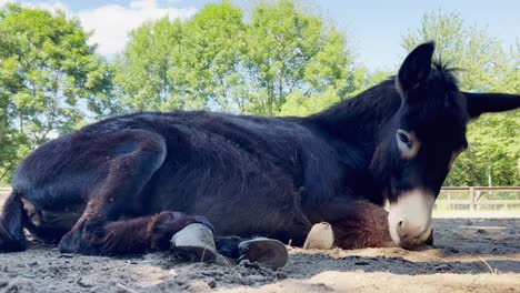 Beautiful-portrait-of-dark-brown-donkey-lying-on-ground-relaxing,-low-angle-view