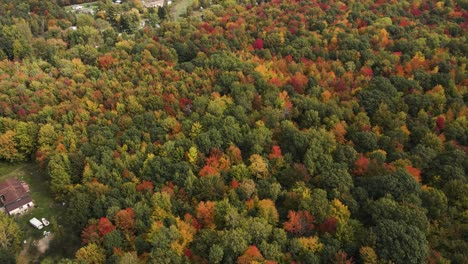 Forest-of-dense-trees-and-changing-colors-in-early-Autumn