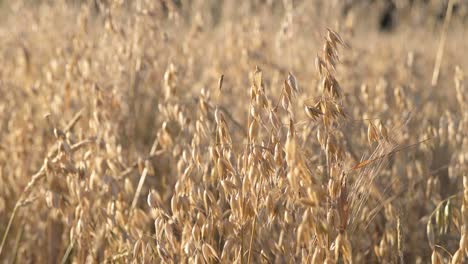 Oat-,-cereal-grain-grown-in-natural-organic-farm-field-plantation