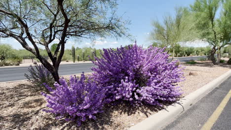 Arbusto-De-Color-Púrpura-Brillante-Llamado-Salvia-Púrpura-De-Texas