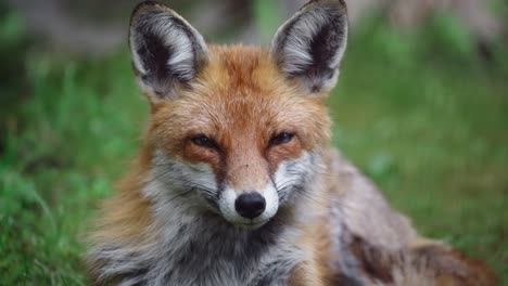 close-up-of-tired-fox-laying-in-grass-opening-and-closing-its-eyes-then-turning-head