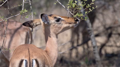 Impala-Oder-Rooibok,-Weibchen-Knabbert-An-Blättern,-Nahaufnahme
