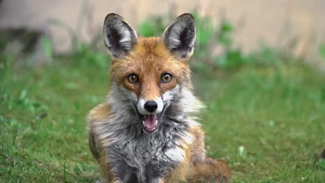 Close-up-shot-of-a-fox-laying-in-grass-then-yawning-into-camera-in-wild