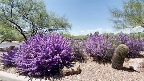 Texas-Ranger-purple-bushes-in-Arizona