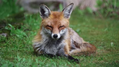 Red-fox-relaxing-in-grass-looking-around