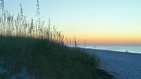 sea-oats-waving-in-the-wind-during-sunrise-on-the-white-sands-emerald-coast-Gulf-of-Mexico