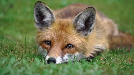 A-static-shot-of-a-fox-laying-in-the-grass-with-clumsy-eyes-in-the-morning-time