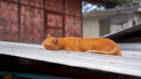 Süße-Und-Friedliche-Orange-Streunende-Katze,-Die-Auf-Dem-Dach-Schläft