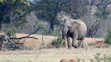 African-elephant--walking-in-woodland,-slowmotion-120fps