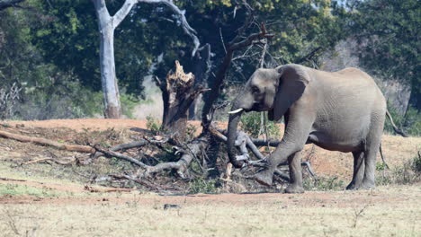 African-elephant-walking-in-woodlands,-humorously-swinging-leg-while-stopping-at-a-fallen-tree-to-smell-something