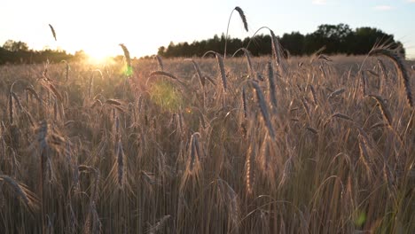 Wheat-field,-ears-of-wheat-swaying-from-the-gentle-wind
