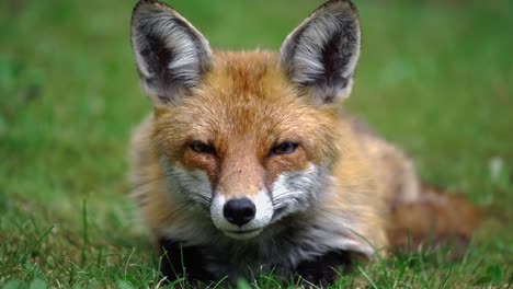 Close-up-shot-of-attentive-red-fox-sitting-in-grass-in-the-golden-light
