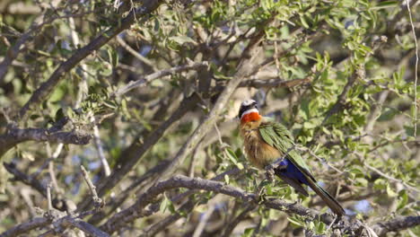 White-fronted-bee-eater-preening-feathers-while-perched-in-a-shrub