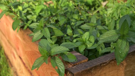 green-leaf-pepper-mint-watering-close-up-organic-natural-off-grid-farming