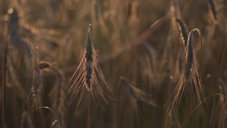 close-up-of-detailed-golden-Wheat-field,-ears-of-wheat-swaying-from-the-gentle-wind