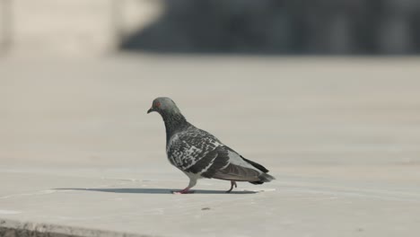Lone-Pigeon-Walking-In-Concrete-Ground-On-Sunny-Day