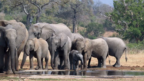 Afrikanische-Elefantenfamilie,-Die-An-Einem-Wasserloch-Trinkt