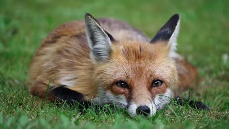 fox-laying-in-grass-with-its-head-then-ears-lean-back-and-looks-around