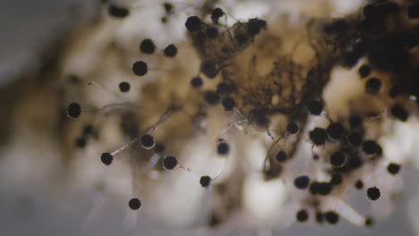 Hongos-Aspergillus-Niger-Moho-Grupo-Denso-Bajo-Microscopio-Vista-Oscura
