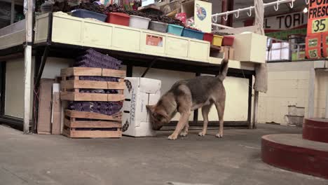 Ein-Paar-Hunde,-Die-Auf-Dem-Markt-Herumhängen