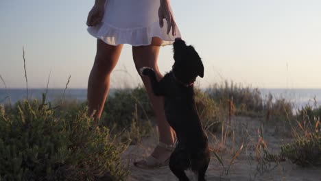 Slow-motion-handheld-shot-of-woman-dressed-in-white-dress-on-beach-with-plants-playing-with-her-dog-at-golden-hour-by-the-sea