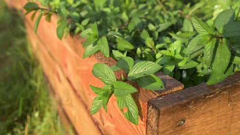 green-natural-organic-pepper-mint-watering-under-warm-sunshine-close-up-slow-motion-organic-farm-gardening