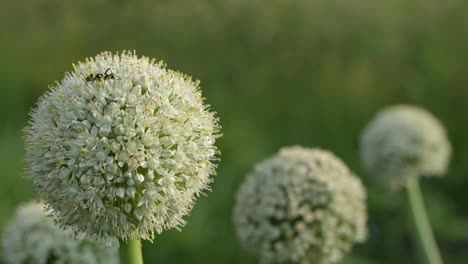 blooming-onion-alium-flower-head-in-the-garden-natural-field-farm-gardening,-Agricultural-Green-onions-in-slow-motion
