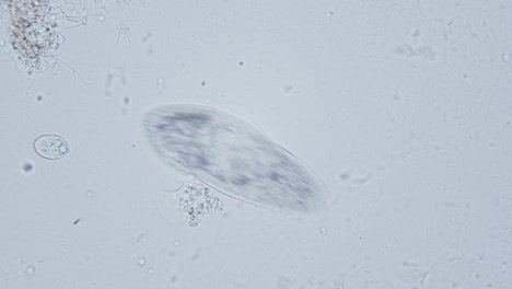 Paramecium-large-magnification-inside-organelle-movement-bright-field-microscopical-view
