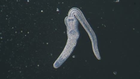 Trematode-parasitic-worm-is-escaping-leaving-parent-body-microscopical-dark-field-view