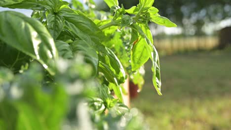 natural-fresh-basil-close-up-growing-under-sun-in-organic-farm-garden