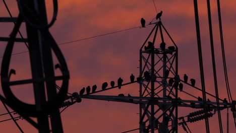 Power-Lines-and-Pylon-with-Buzzards-sitting-on-it-at-sunset
