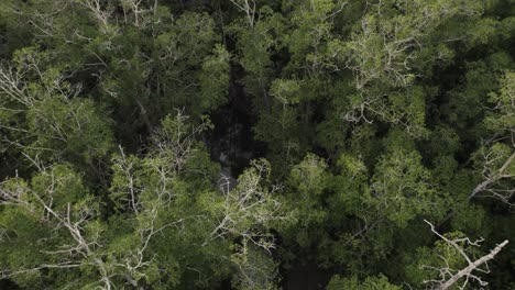 Drohne-Fliegt-über-Den-Dschungel-Mit-Einem-Kleinen-Bach-Zwischen-Den-Bäumen