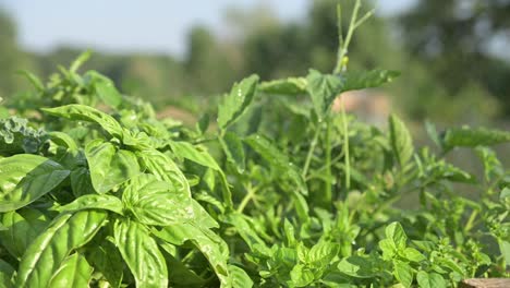 fresh-basil-with-drop-of-water-on-green-healthy-leaf-in-organic-garden-farm