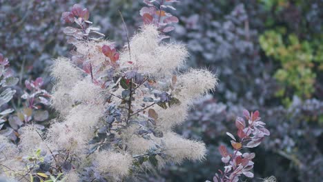 Cotinus-smoke-tree-smokebush-blossom-branch-close-up-focus-ramp