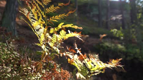 Close-up-of-a-fern-in-a-forest-backlit-by-the-sun