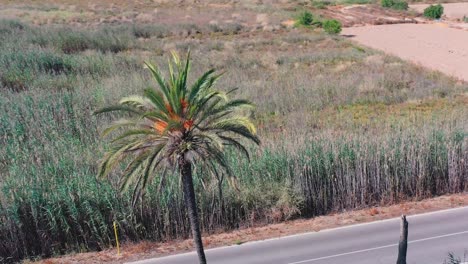 Palm-tree-near-Cabezo-Pequeño-del-Estaño-shown-pam-fronds-in-breeze-and-surrounding-countryside