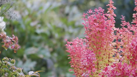Berberis-Pflanze-Mit-Roten-Blättern-Fokusrampe-Im-Herbstgarten