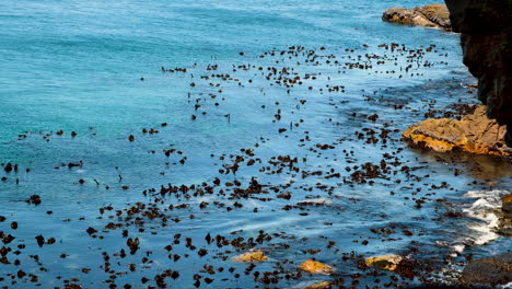 Kelp-forest-gently-swaying-in-tide-along-rocky-coastline