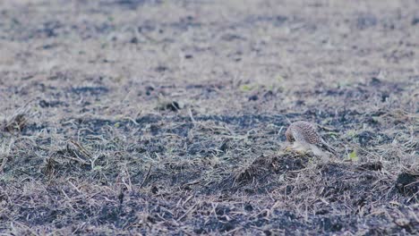 Peregrine-falcon-resting-on-the-ground-during-autumn-migration