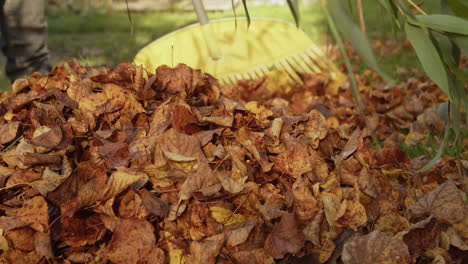 Gardener-rakes-fallen-autumn-leaves-into-a-pile