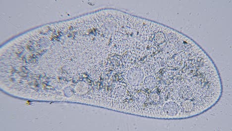 Paramecium-large-magnification-inside-organelle-movement-bright-field-microscopical-view