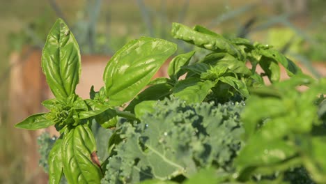 close-up-of-basil-leaf-growing-in-organic-natural-farm-garden