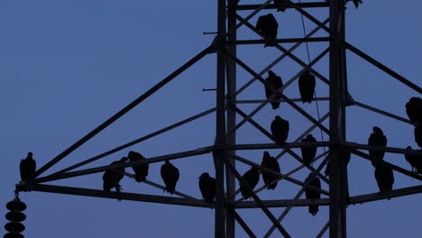 Power-Lines-and-Pylon-with-Buzzards-on-it-at-Blue-Hour