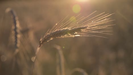 Ähre-Von-Weizenkorn-Mit-Sanfter-Brise-In-Goldenen-Stunden-Sonnenschein-Natürliches-Konzept-Der-Inflation-Der-Lebensmittelkette-Für-Den-ökologischen-Landbau